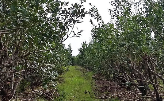 Imagen de En julio, registro de productores y yerbales para Montecarlo, Alba Posse y Santa Rita