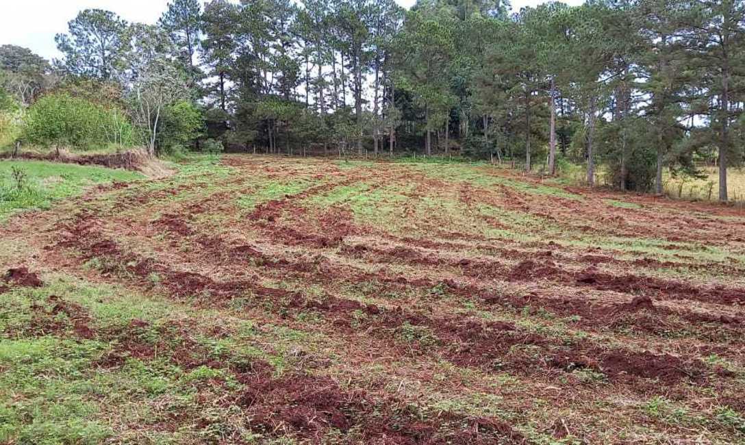 Plantación de yerba mate en curva de nivel, en Eldorado, Misiones