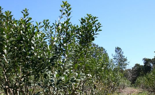 Imagen de El Área de Registros de Productores y Yerbales en distintos lugares de la zona productora Imagen de El Área de Registros de Productores y Yerbales en distintos lugares de la zona productora