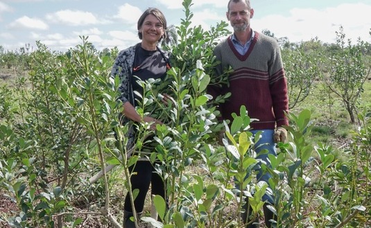 Imagen de En Concepción, pequeños productores apuestan a la yerba asociada a la naturaleza Imagen de En Concepción, pequeños productores apuestan a la yerba asociada a la naturaleza