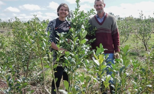 Imagen de En Concepción, pequeños productores apuestan a la yerba asociada a la naturaleza