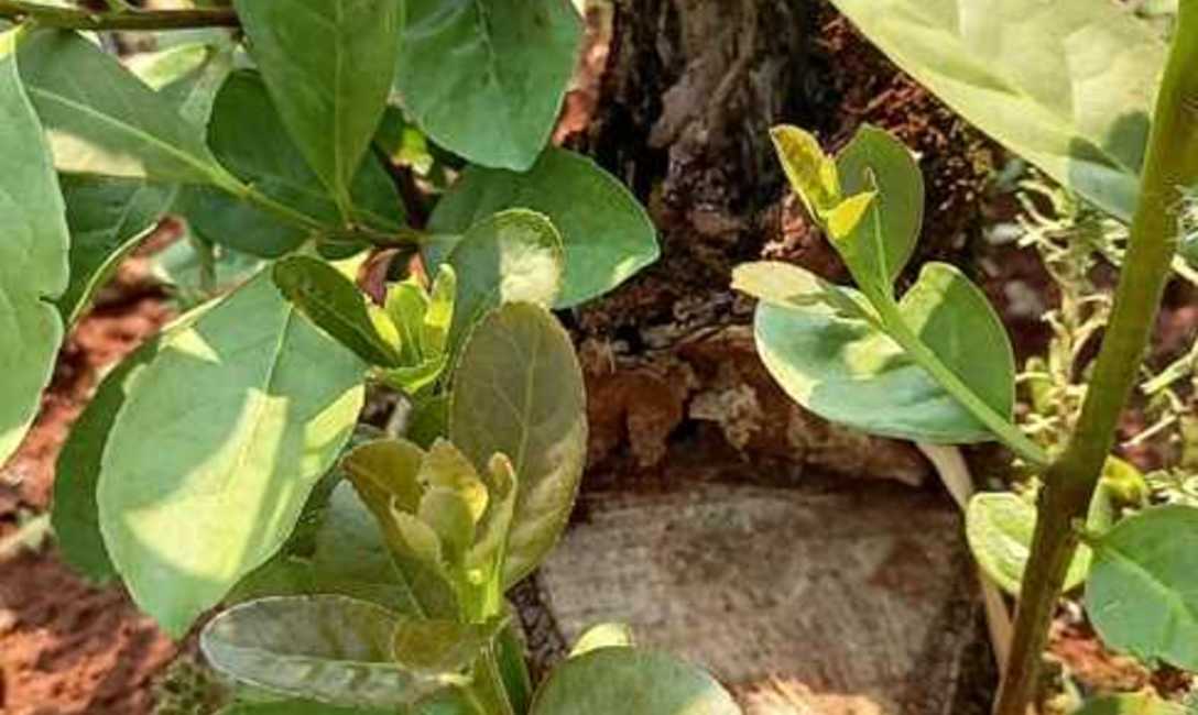 Imagen de Fertilizante org&aacute;nico y casero para multiplicar hojas de yerba mate