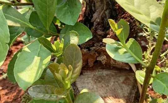 Imagen de Fertilizante orgánico y casero para multiplicar hojas de yerba mate
