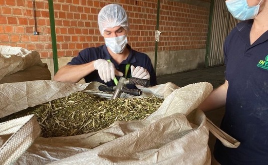 Imagen de El INYM continúa tomando medidas para fortalecer la calidad y la inocuidad de la yerba mate Imagen de El INYM continúa tomando medidas para fortalecer la calidad y la inocuidad de la yerba mate