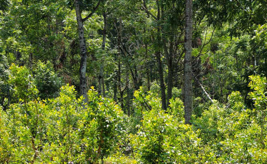 Imagen de Yerba mate y árboles nativos: con buena productividad, calidad y mayor sanidad