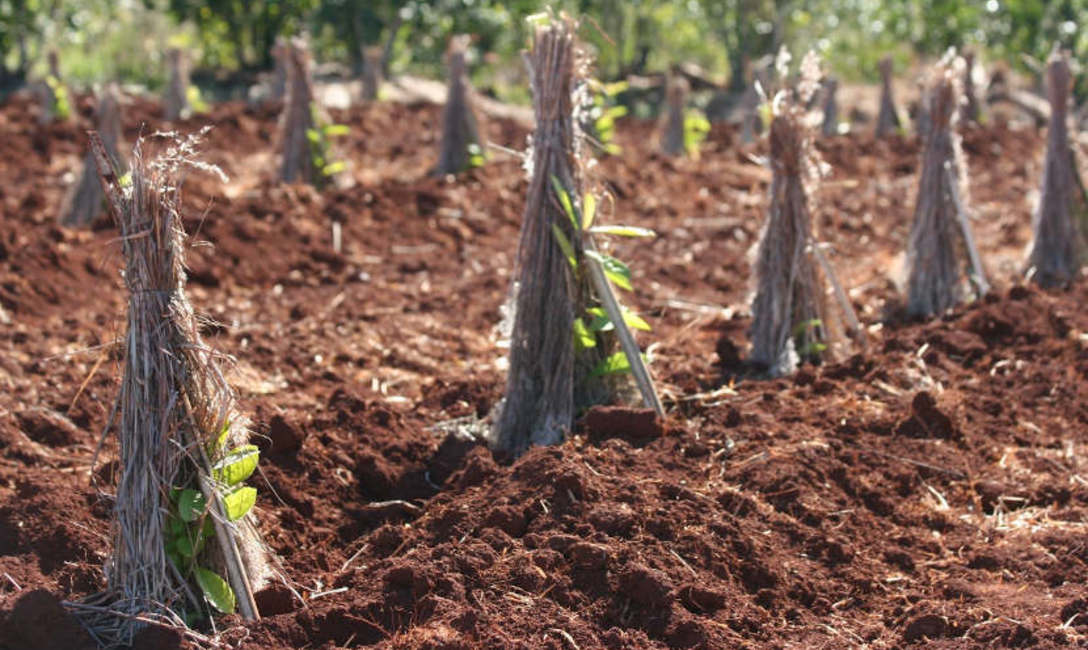 Imagen de Yerba mate: los productores deben informar al INYM antes de realizar replantes o nuevas plantaciones