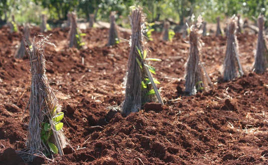 Imagen de Yerba mate: los productores deben informar al INYM antes de realizar replantes o nuevas plantaciones Imagen de Yerba mate: los productores deben informar al INYM antes de realizar replantes o nuevas plantaciones