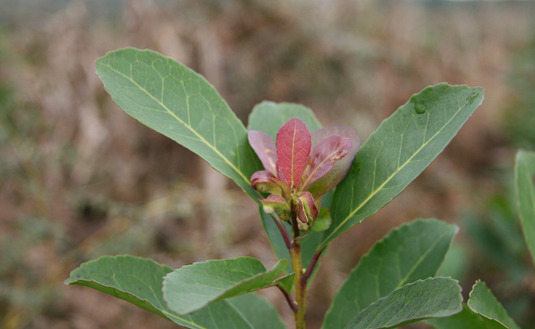 Imagen de La Secretaría de Agricultura fijó los nuevos valores mínimos para la hoja verde y la yerba canchada