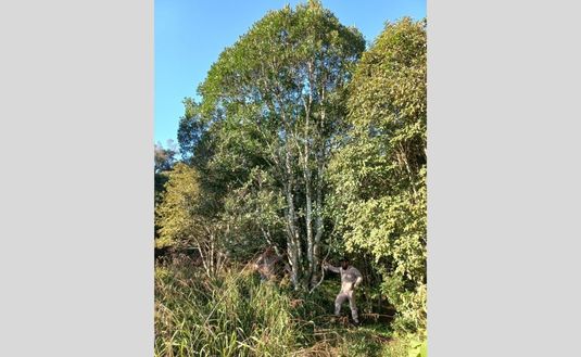 Imagen de Yerbales con manejo ambiental cerca de Yabotí Imagen de Yerbales con manejo ambiental cerca de Yabotí