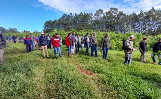 Imagen de Más de 40 personas en jornada yerbatera en San Vicente