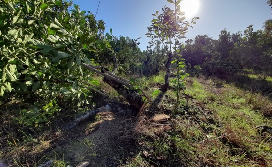 Imagen de Ensayo técnico para rejuvenecer viejos yerbales en Guaraní