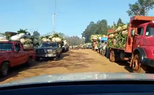 Imagen de Con buenos precios y pago al contado, la cosecha de yerba mate marcha a pleno Imagen de Con buenos precios y pago al contado, la cosecha de yerba mate marcha a pleno