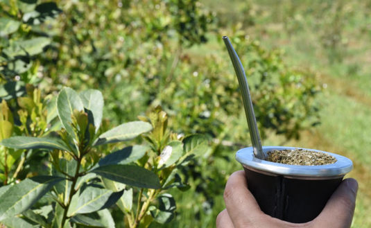 El 2021 cerró con un récord histórico de producción y consumo interno de yerba  mate