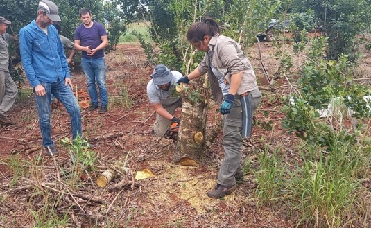Imagen de Jornada sobre cosecha, rebaje y poda de formación con productores de Montecarlo