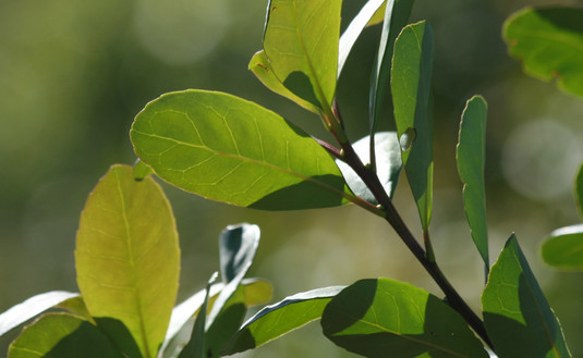 Imagen de La Secretaría de Agricultura fijó los nuevos valores mínimos para la hoja verde y la yerba canchada Imagen de La Secretaría de Agricultura fijó los nuevos valores mínimos para la hoja verde y la yerba canchada