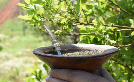 Imagen de El consumo interno y las exportaciones de yerba mate superaron los 268 millones de kilos al cierre de octubre Imagen de El consumo interno y las exportaciones de yerba mate superaron los 268 millones de kilos al cierre de octubre