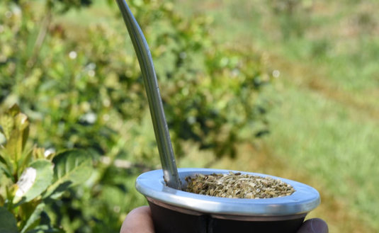 Imagen de Al cierre de noviembre el consumo interno y las exportaciones de yerba mate superaron los 294 millones de kilos Imagen de Al cierre de noviembre el consumo interno y las exportaciones de yerba mate superaron los 294 millones de kilos