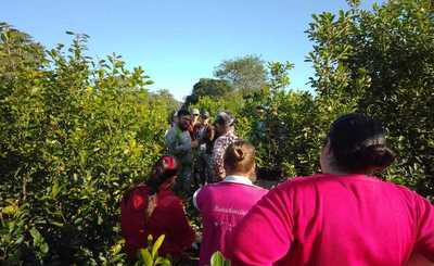 Imagen de Capacitación para yerbales sustentables en Colonia Esmeralda