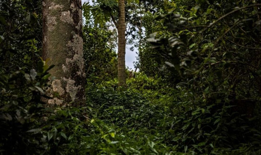 "Hay que aprovechar la evolución natural, que tiene una fuerza impresionante, armonía y estabilidad", dice Scasserra sobre asociar yerba mate al monte. Foto: Reserva Deja Vú.