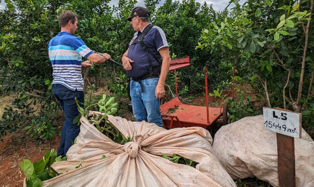 Imagen de C&oacute;mo logr&oacute; Ryzuk incrementar su cosecha, tema junto a m&aacute;s de 30 productores en San Vicente