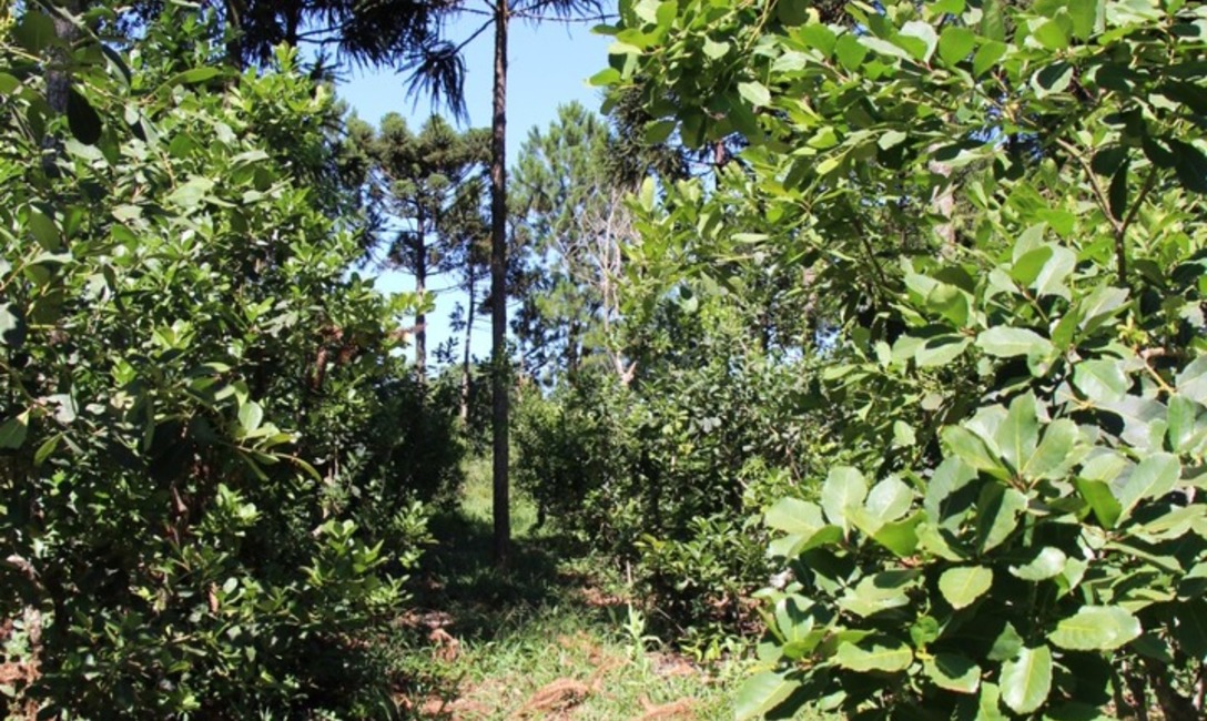 Imagen de El INYM promueve pr&aacute;cticas amigables con el ambiente, sin el uso de agrot&oacute;xicos, para una producci&oacute;n de calidad y sostenida en el tiempo