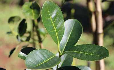 Imagen de Aclaraciones respecto al informe de la UADE sobre desregulación y precios de la yerba mate