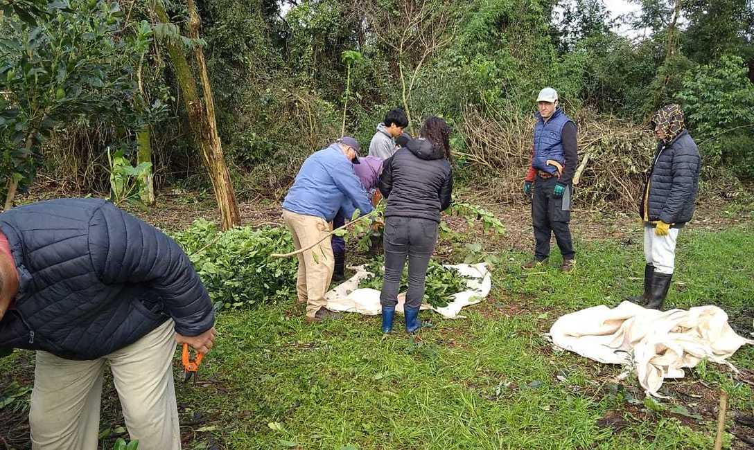 Imagen de Contin&uacute;an los trabajos para lograr yerbales sustentables