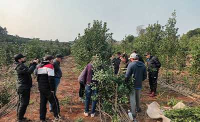 Imagen de Manejo de planta y suelo en el yerbal de Auspizt