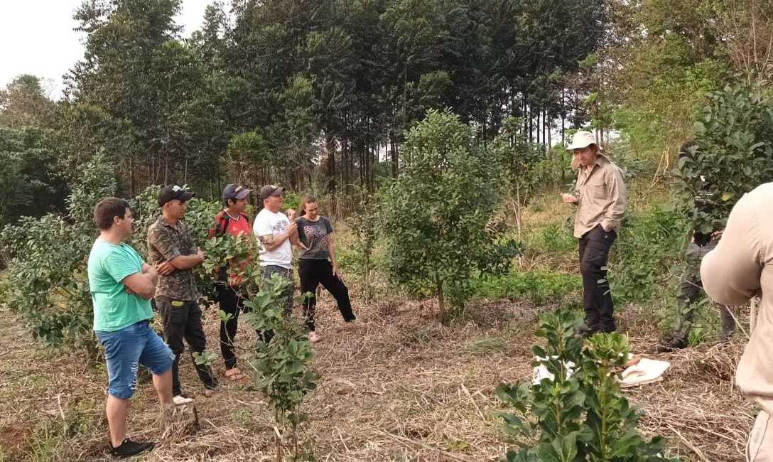 Imagen de C&oacute;mo cuidar las plantas y el suelo yerbatero