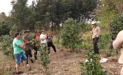 Imagen de Cómo cuidar las plantas y el suelo yerbatero