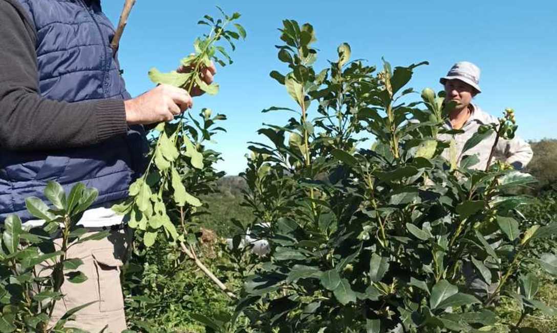 Imagen de C&oacute;mo cuidar las plantas y el suelo yerbatero
