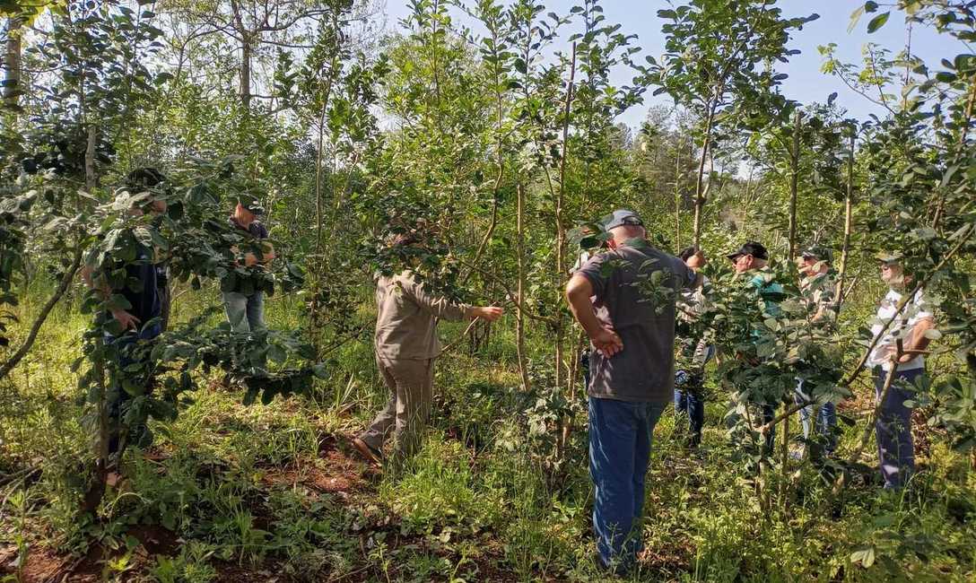 Imagen de Prevenci&oacute;n de plagas y producci&oacute;n eficiente, en Montecarlo