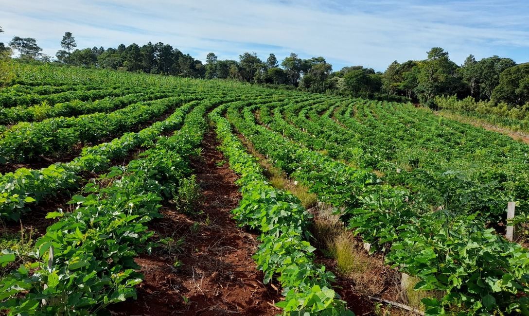 Imagen de En la chacra de  Novosak, las  cubiertas verdes tambi&eacute;n  dan  sombra a  la  yerba  en  sus  primeros  meses de crecimiento