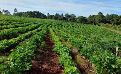 Imagen de En la chacra de  Novosak, las  cubiertas verdes también  dan  sombra a  la  yerba  en  sus  primeros  meses de crecimiento