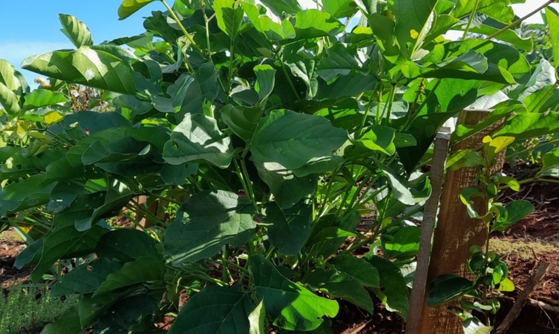 Imagen de En la chacra de  Novosak, las  cubiertas verdes tambi&eacute;n  dan  sombra a  la  yerba  en  sus  primeros  meses de crecimiento