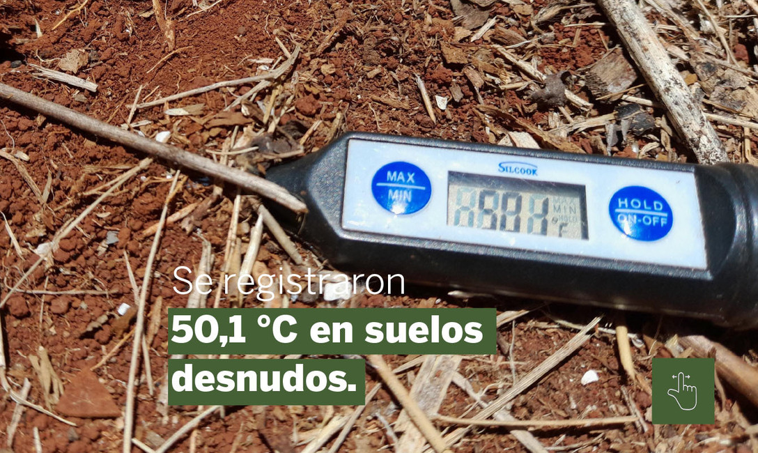 Imagen de Yerbales en verano: un suelo sin cobertura es dos veces m&aacute;s caliente que uno   con cubiertas verdes  y &aacute;rboles