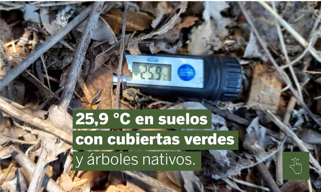 Imagen de Yerbales en verano: un suelo sin cobertura es dos veces m&aacute;s caliente que uno   con cubiertas verdes  y &aacute;rboles
