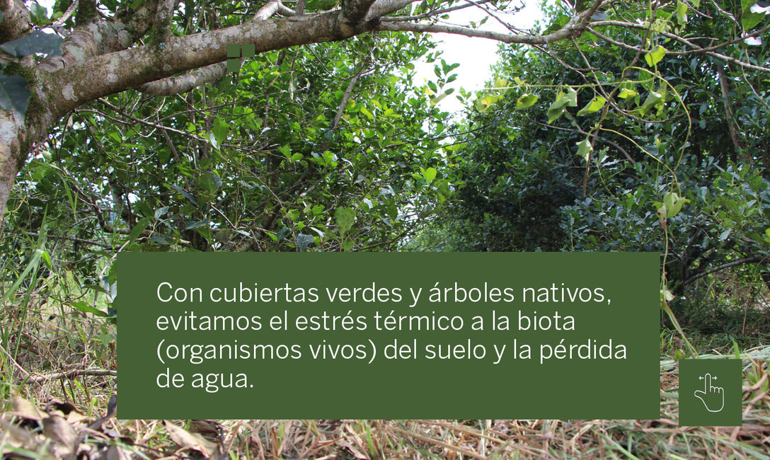 Imagen de Yerbales en verano: un suelo sin cobertura es dos veces m&aacute;s caliente que uno   con cubiertas verdes  y &aacute;rboles