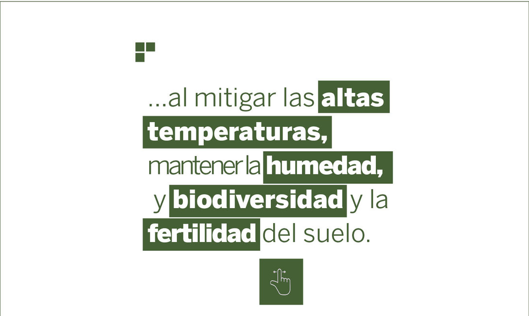 Imagen de Yerbales en verano: un suelo sin cobertura es dos veces m&aacute;s caliente que uno   con cubiertas verdes  y &aacute;rboles
