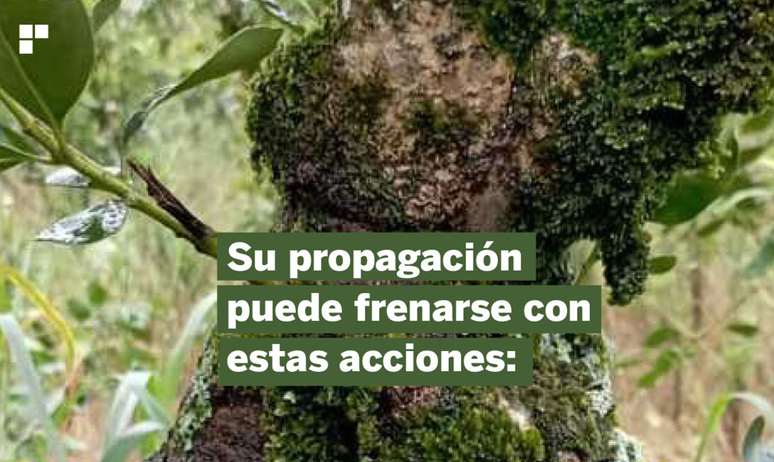 Imagen de Prevenci&oacute;n, la medida m&aacute;s importante para evitar Agalla en plantas de yerba mate