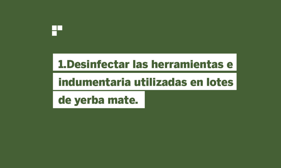 Imagen de Prevenci&oacute;n, la medida m&aacute;s importante para evitar Agalla en plantas de yerba mate