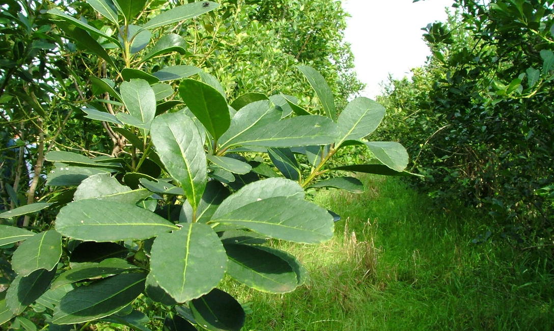 Imagen de Costos de producci&oacute;n de hoja verde de la yerba mate