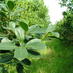 Imagen de Costos de producción de hoja verde de la yerba mate