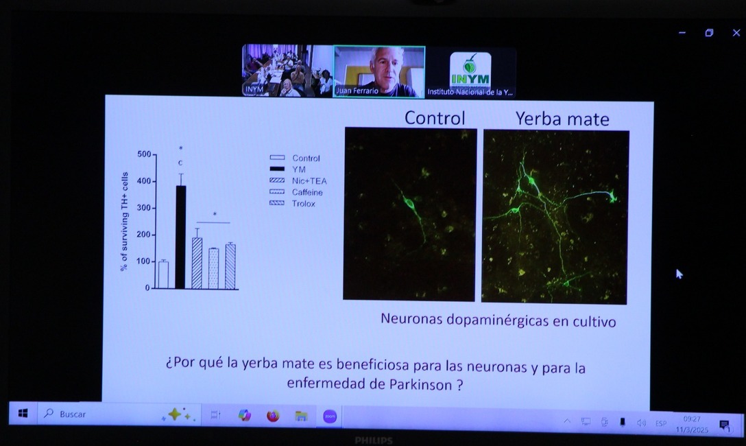 Imagen de El  Mate  previene  el  Parkinson, una enfermedad en  aumento en el  mundo