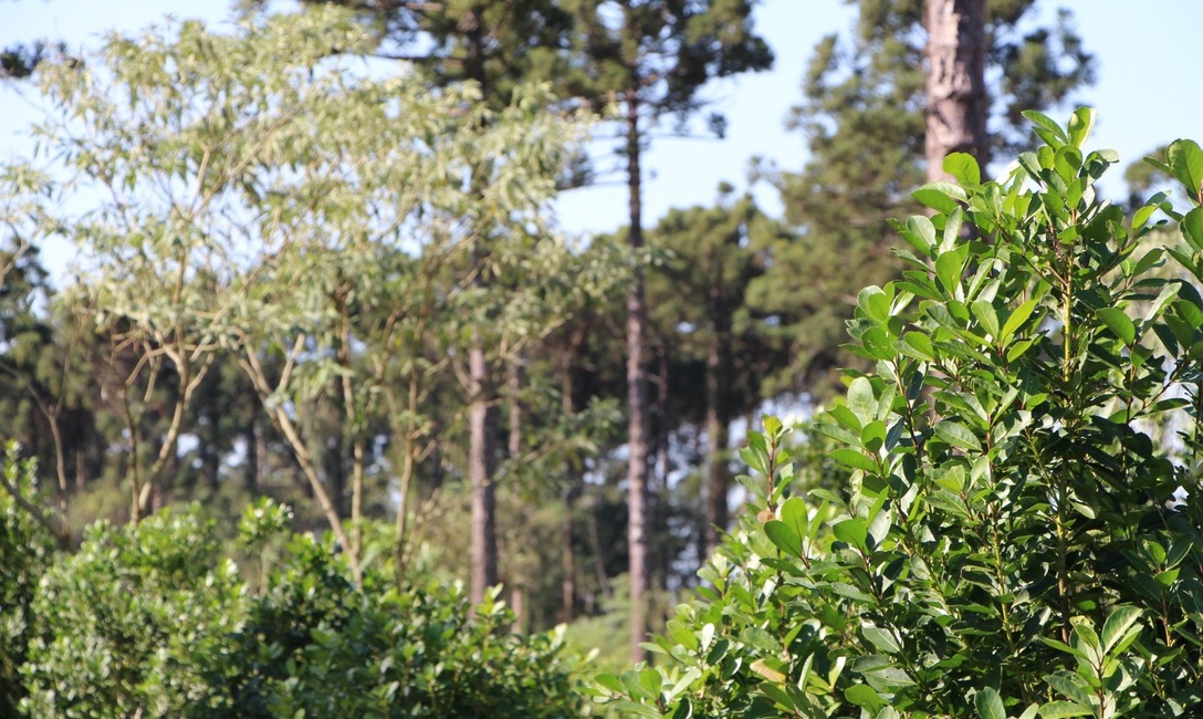 Imagen de Primeros pasos para una buena productividad en yerba mate