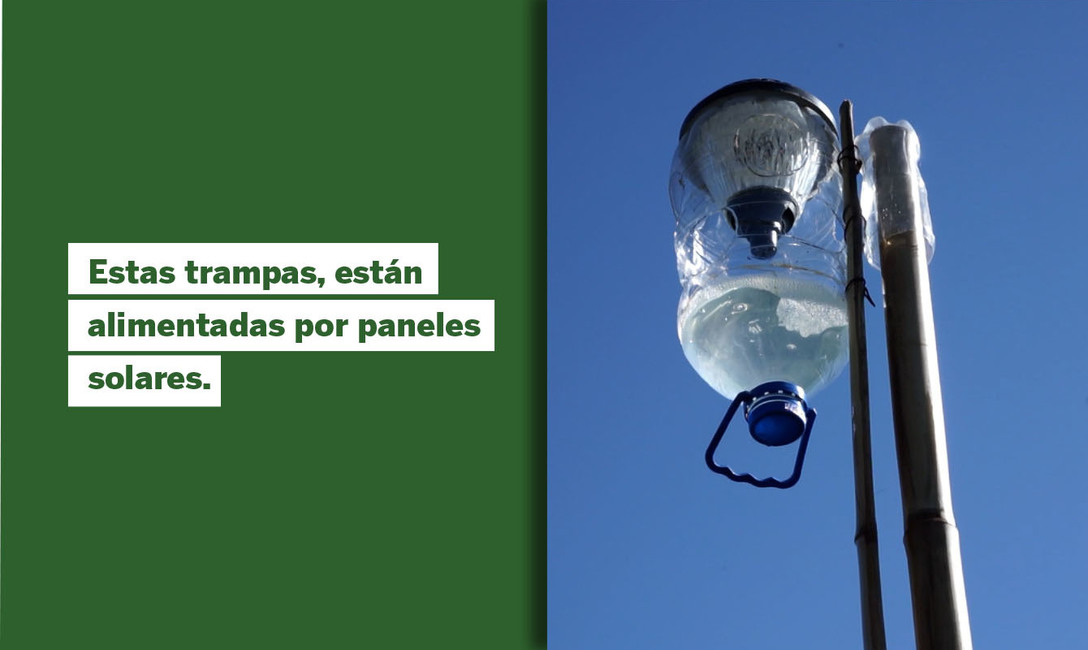 Imagen de Trampas lum&iacute;nicas para identificar posibles plagas en yerbales