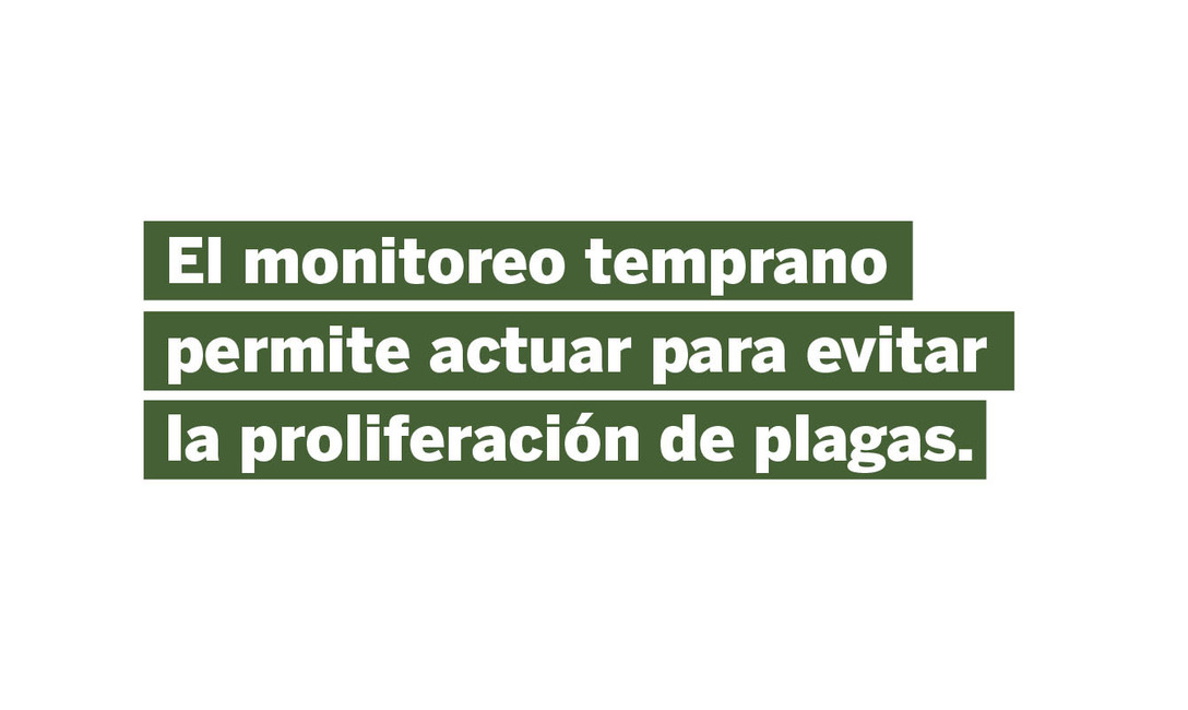 Imagen de Trampas lum&iacute;nicas para identificar posibles plagas en yerbales