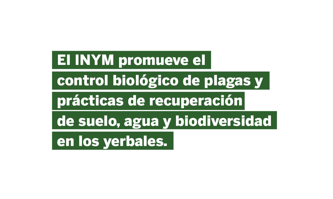 Imagen de Trampas lum&iacute;nicas para identificar posibles plagas en yerbales