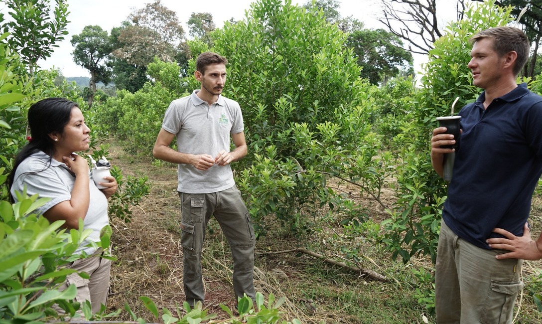 Imagen de J&oacute;venes apuestan a la vida en la chacra con pr&aacute;cticas sustentables en viejos y nuevos yerbales