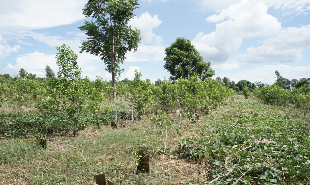 Imagen de J&oacute;venes apuestan a la vida en la chacra con pr&aacute;cticas sustentables en viejos y nuevos yerbales